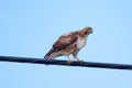 Red-tailed Hawk (Buteo jamaicensis) Royalty Free Stock Photo