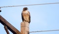 Red Tailed Hawk raptor on telephone pole in Tucson Arizona desert Royalty Free Stock Photo