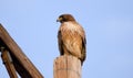 Red Tailed Hawk raptor on telephone pole in Tucson Arizona desert Royalty Free Stock Photo