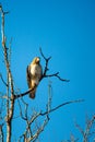 Red-tailed Hawk Buteo jamaicensis perched in a tree with a blue sky Royalty Free Stock Photo