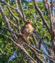 Red-tailed hawk perched on a tree branch Royalty Free Stock Photo