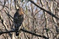 Red-tailed hawk Buteo jamaicensis perched in a tree Royalty Free Stock Photo