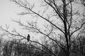 Red-tailed Hawk Buteo jamaicensis perched on a tree in winter Royalty Free Stock Photo