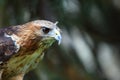 The red-tailed hawk Buteo jamaicensis portrait. The red-tailed hawk sitting on the big old branch Royalty Free Stock Photo