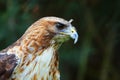 The red-tailed hawk Buteo jamaicensis portrait. The red-tailed hawk sitting on the big old branch Royalty Free Stock Photo