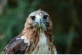 The red-tailed hawk Buteo jamaicensis portrait. The red-tailed hawk sitting on the big old branch Royalty Free Stock Photo