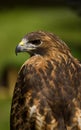 Red-Tailed Hawk (Buteo jamaicensis) Profile Royalty Free Stock Photo