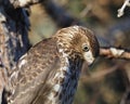 Red Tailed Hawk Or Buteo Jamaicensis Royalty Free Stock Photo