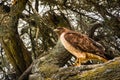 Red-tailed Hawk Buteo jamaicensis Royalty Free Stock Photo