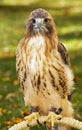 Red-Tailed Hawk (Buteo jamaicensis) Sits on Perch Royalty Free Stock Photo