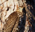 Red Tailed Hawk Or Buteo Jamaicensis Royalty Free Stock Photo