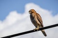 Red-tailed Hawk Buteo jamaicensis sitting on a cable, white clouds in the background; south San Francisco bay area, California