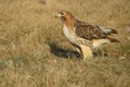 Red-tailed Hawk - Buteo jamaicensis Royalty Free Stock Photo