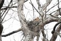 Red-tailed Hawk [Buteo jamaicensis] Stock Photo by ZDS Royalty Free Stock Photo