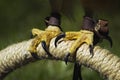 Red-Tailed Hawk (Buteo jamaicensis) Talons Royalty Free Stock Photo