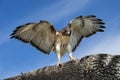 Red-tailed hawk Buteo jamaicensis on a tree branch