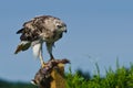 Red-Tailed Hawk With Captured Prey Royalty Free Stock Photo