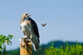 Red-Tailed Hawk With Captured Prey Royalty Free Stock Photo