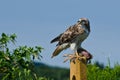 Red-Tailed Hawk With Captured Prey Royalty Free Stock Photo