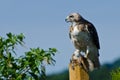Red-Tailed Hawk With Captured Prey Royalty Free Stock Photo