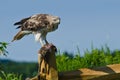 Red-Tailed Hawk With Captured Prey Royalty Free Stock Photo