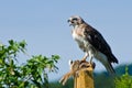 Red-Tailed Hawk With Captured Prey Royalty Free Stock Photo
