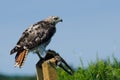 Red-Tailed Hawk With Captured Prey Royalty Free Stock Photo
