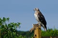 Red-Tailed Hawk With Captured Prey Royalty Free Stock Photo