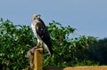 Red-Tailed Hawk With Captured Prey Royalty Free Stock Photo