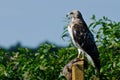Red-Tailed Hawk With Captured Prey Royalty Free Stock Photo