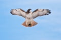 Red-Tailed Hawk Carrying Prey Royalty Free Stock Photo