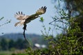 Red-Tailed Hawk Carrying a Snake Royalty Free Stock Photo