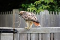 Red-tailed Hawk catch gater snake Royalty Free Stock Photo