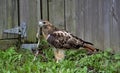 Red-tailed Hawk catch snake Royalty Free Stock Photo