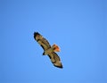 Red-tailed Hawk Takes Flight against Blue Sky Royalty Free Stock Photo