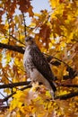 Red-tailed Hawk in Central Park