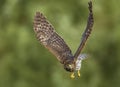 Red-Tailed Hawk Royalty Free Stock Photo