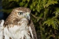 Red-tailed Hawk