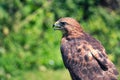 Red Tailed Hawk Close-Up: An extreme close-up view of the head and shoulders of a red tailed hawk bird of prey with beak open and Royalty Free Stock Photo