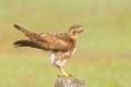 Red-tailed Hawk close up