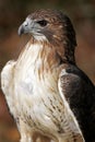 Red Tailed Hawk Closeup Royalty Free Stock Photo