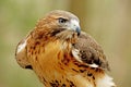 Red Tailed Hawk closeup image. Royalty Free Stock Photo