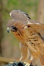 Red Tailed Hawk closeup image. Royalty Free Stock Photo