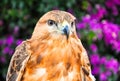 Red-Tailed Hawk. Closeup. Royalty Free Stock Photo