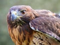 Red Tailed Hawk - Closeup Portrait