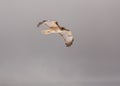 A red tailed hawk in a cloudy sky Royalty Free Stock Photo