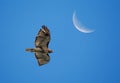 Red-Tailed Hawk and Crescent Moon Royalty Free Stock Photo