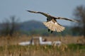 Red-Tailed Hawk Diving on its Prey Royalty Free Stock Photo