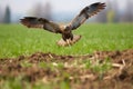 a red-tailed hawk diving onto prey in a field Royalty Free Stock Photo