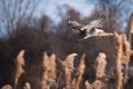 Red-Tailed Hawk Diving On Prey Royalty Free Stock Photo